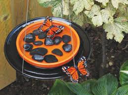 Monarch butterfly enclosure now protecting over 50 caterpillars. Make A Butterfly Feeder Diy