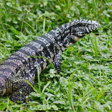 Nascentes do Mucuri - Presente em todo o Brasil, o Lagarto Teiú é o mais  pesado e um dos maiores lagartos encontrados por aqui, podendo chegar a 2  metros de comprimento e