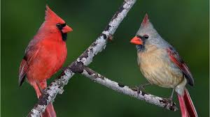 Pennsylvania man captures photo of rare half-male, half-female cardinal