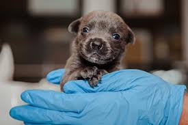 Giving your puppies their first vaccinations and giving your puppies shots gets easier each time you do we have been feeding her hartz puppy formula and she seems to be doing great. Orphaned Newborn Puppy Care Best Friends Animal Society