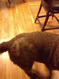 dog hair loss on back near tail