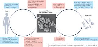 methanogenic archaea in the human