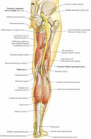 The most common symptom of sciatica is lower back pain that extends through the hip and buttock and down one leg. Pin On Spine Pain Related