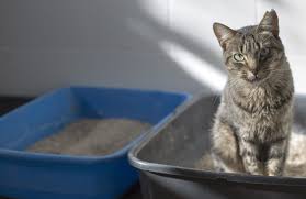 Let S Talk Litter Boxes Killarney Cat