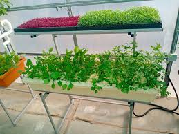plastic hydroponics kit with microgreen