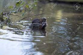 2匹のヌトリア水ネズミが水中で泳ぐの写真素材・画像素材 Image 135611860