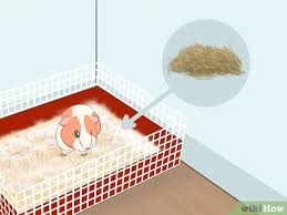 how to reduce guinea pig allergy 14