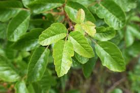 what poison oak plants look like