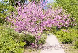 13 types of flowering trees with purple