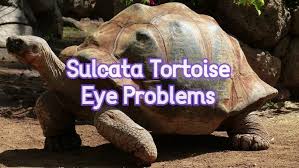 common sulcata tortoise eye problems