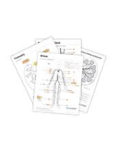 Ama Store Medlearn Interventional Radiology Coding Charts 2019