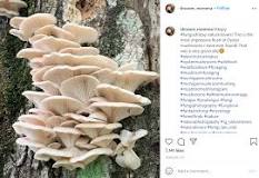 what-is-the-healthiest-mushroom