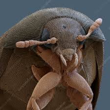 brown carpet beetle sem stock image