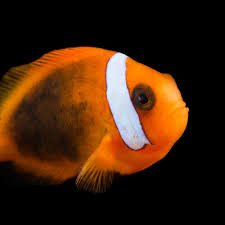 Clownfish National Geographic