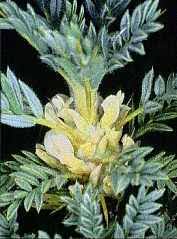 Astragalus nebrodensis - Wikispecies
