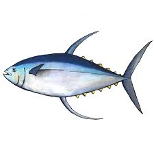 Portuguese Fish List Best Fish Forward