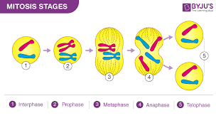 mitosis definition diagram ses