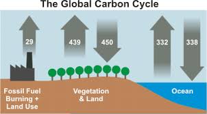 2a: a forest carbon cycle