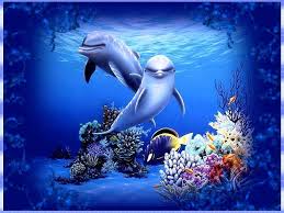 cool dolphin hd wallpaper