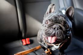 how to get rid of pet odor in vehicles