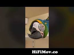 beautiful macaw parrot s