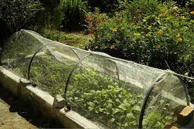 How To Start Home Gardening From