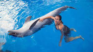 Санкт-Петербургский дельфинарий на Крестовском острове: фото, цены, отзывы,  как добраться
