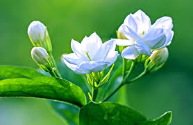 jasmine flowers grow into a prosperous