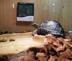 Best Substrate For Russian Tortoise In