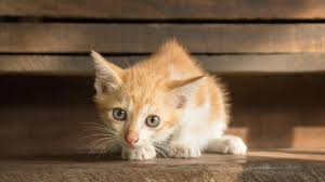 6 reasons your kitten is crying petmd