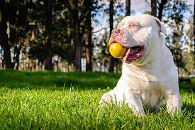 10 best dog toys for pit bulls in 2024