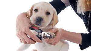 how often to trim dog nails a simple