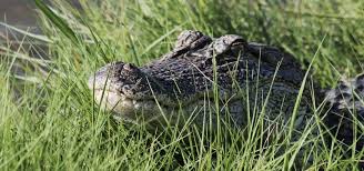 Alligators | Nature | PBS