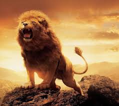lion on mountain roar hd wallpaper