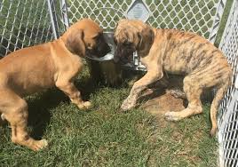 Both parents are very large. Wild West Fawn Brindle Great Dane Kennel Great Dane Breeder In Dallas Texas