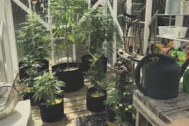 Best Greenhouse For Growing