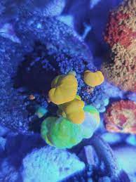 Read more powerball bounce mushroom : Pennsylvania Powerball Bounce Mushroom Reef2reef Saltwater And Reef Aquarium Forum