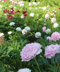 Success With Peonies In The Northeast