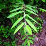Tiliaceae | Plant Classification Group | Purdue University Famine ...