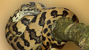 the beautiful jungle carpet python