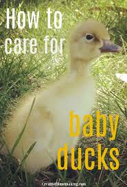 how to care for baby ducks creative