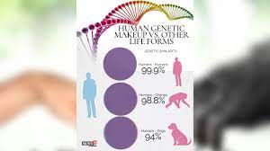 genetic similarity between humans and