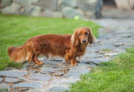 red long haired miniature dachshund