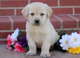 Their ancestors were first bred as a fishing dog on the chilly, northern island of newfoundland, now part of the province of newfoundland. Yellow Lab Puppies For Sale For Sale In Philadelphia Pennsylvania Classified Americanlisted Com