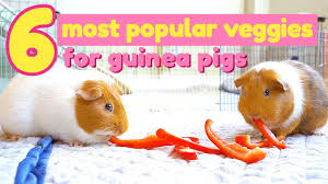 por vegetables for guinea pigs