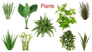 plant names meaning pictures