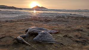 Derrame de petróleo afecta a 17 playas desde Ventanilla hasta Chancay
