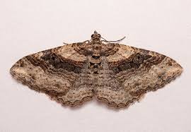 carpet moth hshire pest control