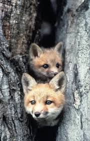 Fox Hole - Daily Squee - Cute Animals - Cute Baby Animals - Cute Animal  Pictures - Animal Gifs - GIF Animals
