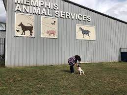 Find opening hours and closing hours from the pet stores & supplies category in memphis, tn and other contact details such as address, phone number, website. Pets For Adoption At Memphis Animal Services In Memphis Tn Petfinder
